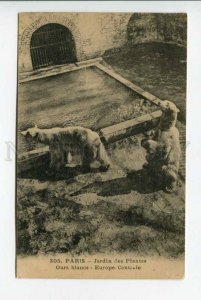 423544 France PARIS Zoo POLAR BEAR Vintage postcard