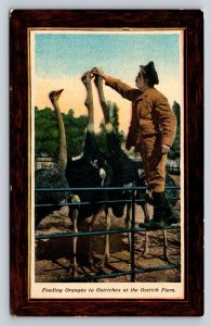 Man Feeds Oranges to Ostriches at Ostrich Farm Vintage Postcard 1701