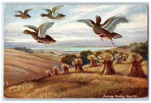 c1910's Partridge Shooting Hunting Bird Fowl Oilette Tuck's Antique Postcard