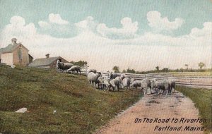 Postcard Sheep On the Road to Riverton Portland ME