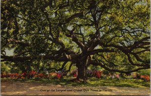 Vtg 1940's One Of The Largest & Oldest Oak Trees In Florida FL Linen Postcard