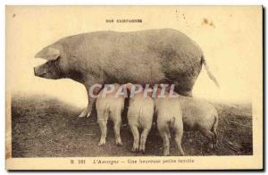 Old Postcard Pig Pig Auvergne A happy little family