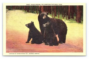 Black Bears Yellowstone National Park Wyoming Postcard