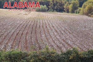 Alabama The Cotton State A Field Of Cotton