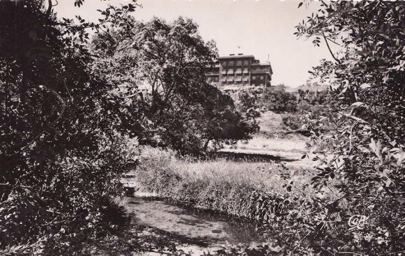 Forest Around Morocco Ifrane Grand Hotel Balima Real Photo Vintage Postcard