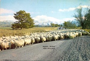 New Zealand Sheep Scene