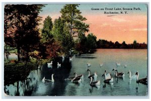 c1910's Geese On Trout Lake Seneca Park Rochester New York NY Posted Postcard