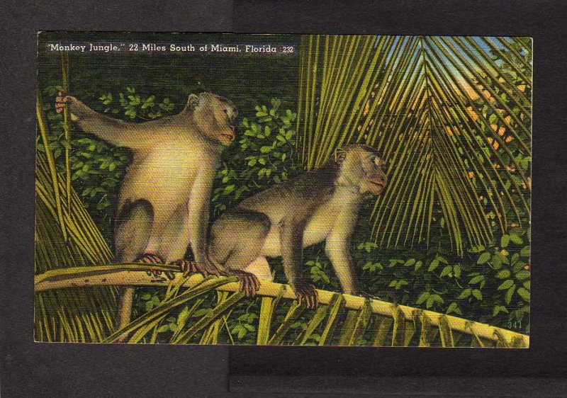 FL Monkey Jungle Zoo Monkeys nr Miami & Goulds Florida Linen Postcard Animals