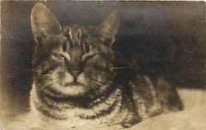 RPPC Postcard Tabby Cat Winks at the Camera Christmas Note, Posted 1920