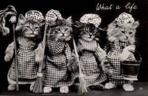 Dressed Cats - Kittens in Maid Uniforms - What A Life - RPPC - 1950S