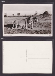 KENYA, Vintage postcard, Lions, RPPC, Unposted