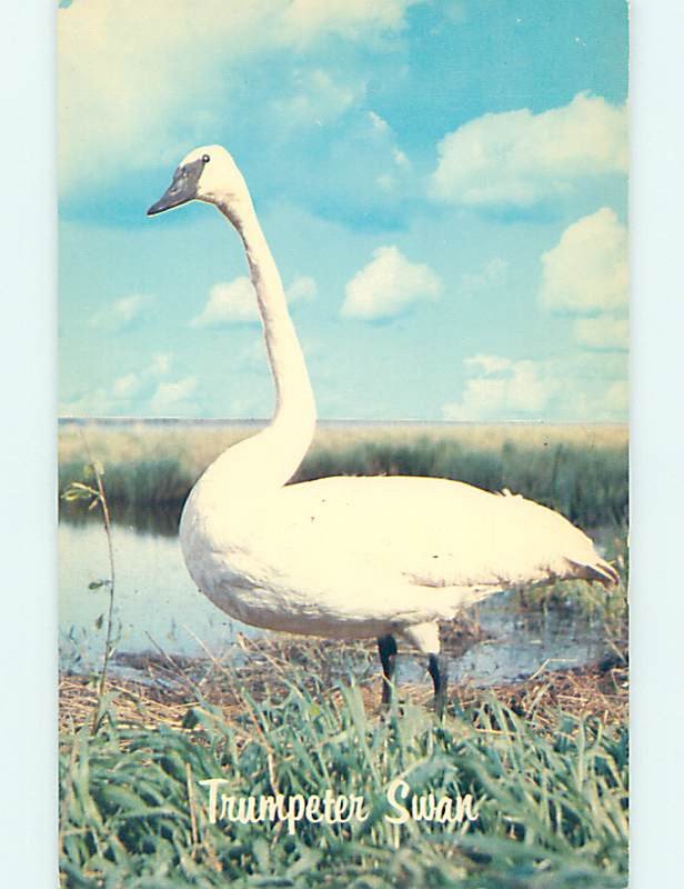 Pre-1980 TRUMPETER SWAN BIRD Grande Prairie Alberta AB AD3783