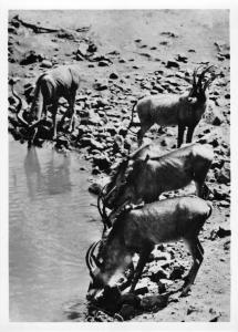 BR88941 kruger roan antelope and kudu  real photo south africa  animal animaux