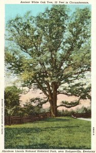 Vintage Postcard Ancient White Oak Tree Lincoln Park Hodgenville Kentucky KY