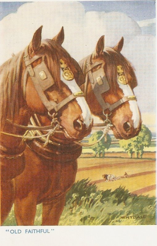 Whyadla. Shire Horses. Old Faithful  Nice vintage Salmon Postcard