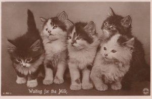 Waiting For The Milk Rotary Antique Real Photo Cat Postcard