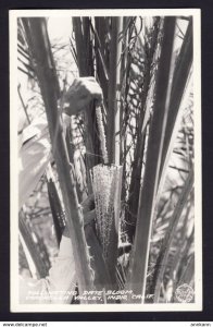 California - Pollinating Date Bloom, Corchella Valley, Indio, California RPPC