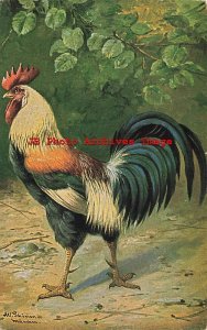 Alfred Schonian, Peluba No 245, Faverolles Rooster
