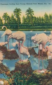 Hialeah Race Track - Flamingos feeding their Young - Miami FL, Florida - Linen