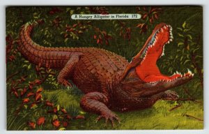 Alligator Florida Postcard Linen Unposted Man Eater Hungry Gator Swamp Linen