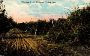 Washington Winesap Apple Orchard Curteich