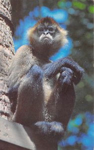 Spider Monkey Brazil, Central Mexico Monkey Unused 