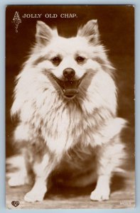 c1910's Pomeranian Dog A Jolly Old Chap Portrait RPPC Photo Antique Postcard