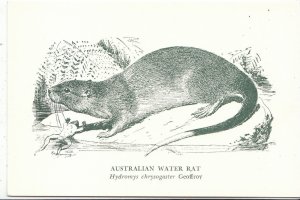 Animal Postcard - Australian Water Rat - Hydromys Chrysogaster Geoffroy   A4182