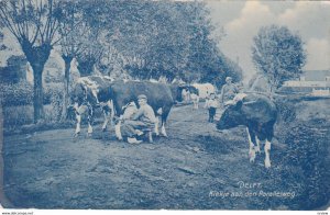 DELFT , Netherlands , 00-10s : Kiekje aan den Parallelweg, Cows