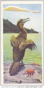 Brooke Bond Vintage Trade Card Wildlife In Danger 1963 No 26 Galapagos Flight...