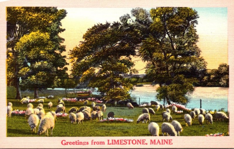 Maine Greetings From Limestone