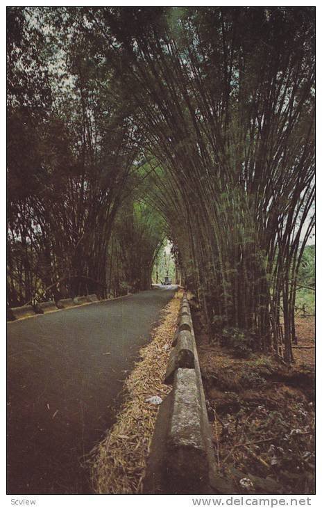 Road through an umbrella of Bamboo trees along the route to the Rain Forest o...