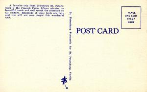 FL - St Petersburg. Peacock Farm