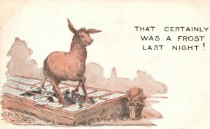 Vintage Postcard 1910's That Certainly Was A Frost Last Night! Donkey Comics