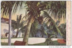 Tennis Courts Under The Cocoanut Trees  In Florida