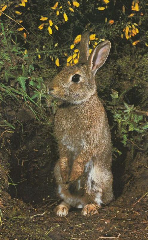 Rabbit Hunting Disease Myxomatosis Postcard