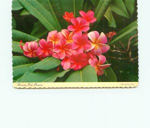 Buy Postcard Hawaii Pink Plumeria Flower