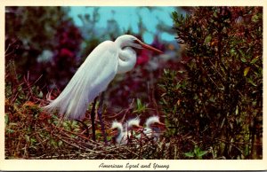 Florida Everglades National Park American Egret and Young