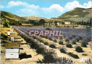 Postcard Modern Rock A picturesque Provence and Lavender Field