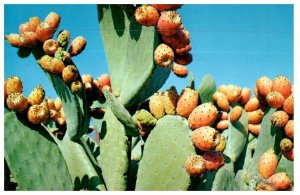 Prickly Pear Cactus Blossoms Longer Than Any Other Desert Flora Cactus Postcard