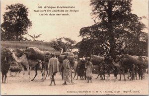 Senegal Afrique Occidentale Transport des Arachides au Senegal Postcard C109