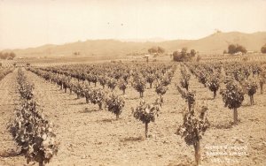 J84/ Santa Rosa California Postcard RPPC 30s Luther Burbank Vineyard 245