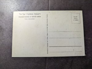 Mint Jerusalem Judaica RPPC Postcard Orange Picking at Mikveh Israel