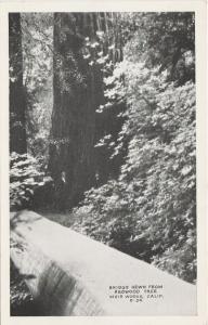 (3 cards) Muir Woods CA, California - Redwood Tree Growth Ring - Hewn Bridge