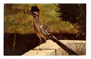 Birds - The Roadrunner (West Texas)