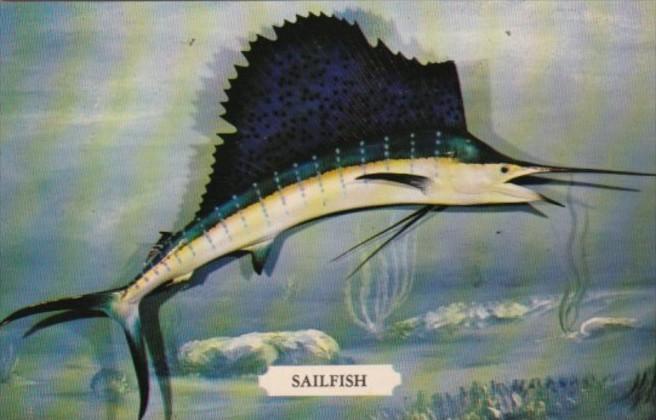 Fish The Sailfish