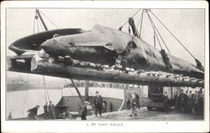 Whaling Dead Whale Arctic Circle Norway c1910 Postcard