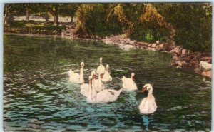 HOTEL DEL MONTE, California CA  Handcolored SWANS on Laguna del Rey  Postcard