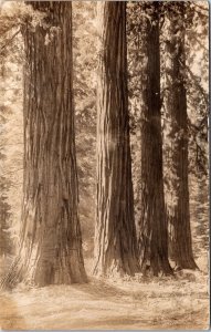 VINTAGE POSTCARD CALIFORNIA REDWOOD TREES REAL PHOTO RPPC AZO (1918-1930)