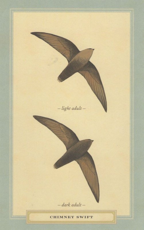 Chimney Swift Dark & Light Adult Bird Stunning Postcard